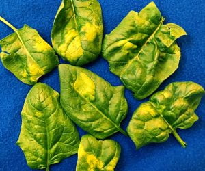 seven spinach leaves