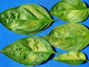 upper side of basil leaves
