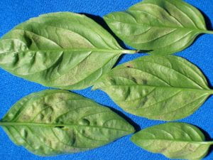 the lower side of basil leaves
