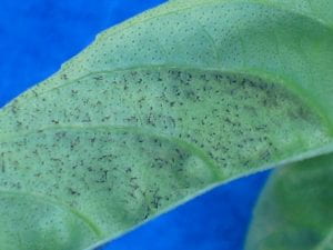 close-up of a basil leaf