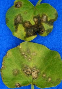 diseased melon leaves