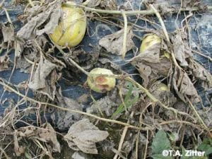 diseased melon vines and fruit