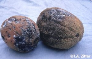 two diseased melon fruit