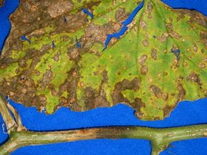 diseased melon leaf and vine