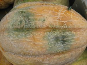 diseased melon fruit