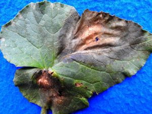 single diseased melon leaf