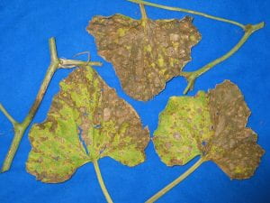 three diseased melon leaves