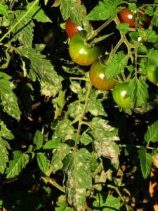 diseased tomato plant