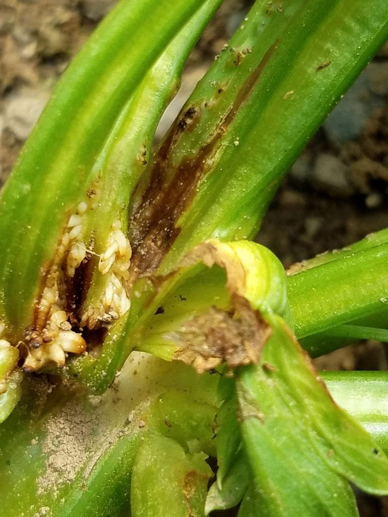 Infected stem showing lesions and adventitious roots