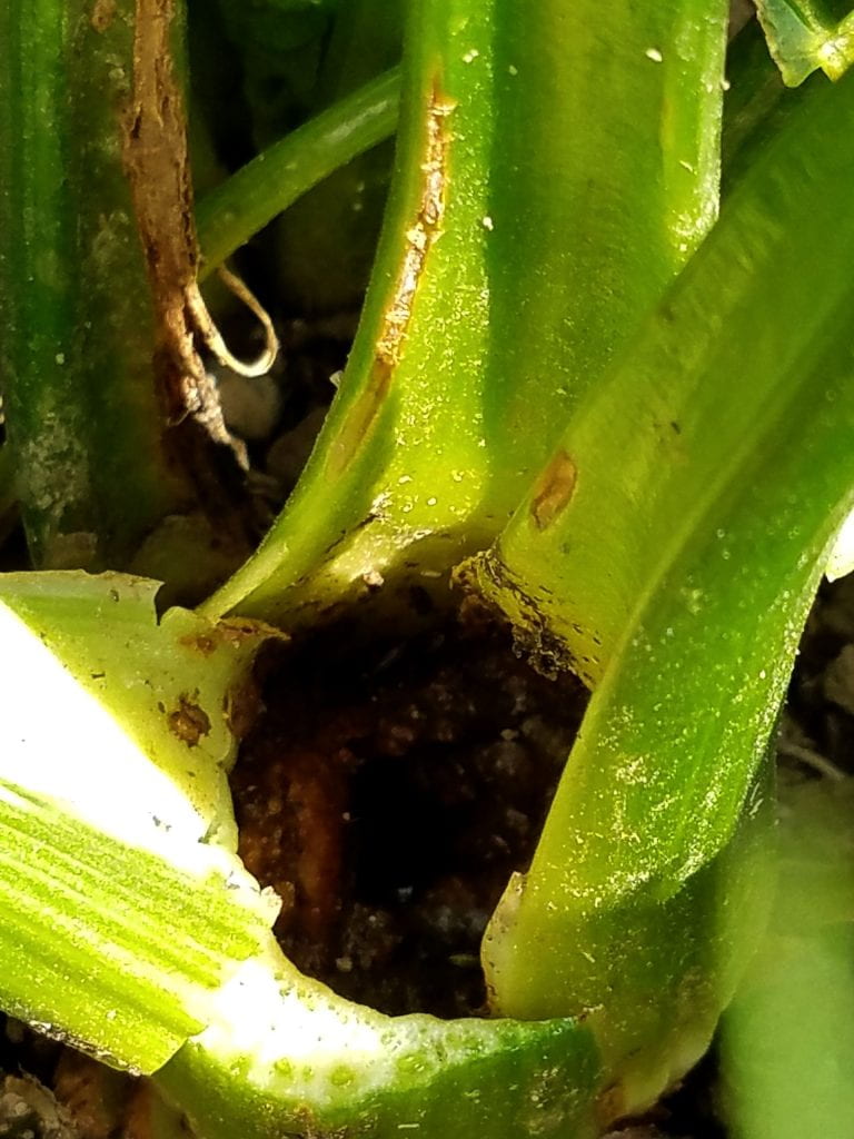 Infected plant showing heart rot in center of plant