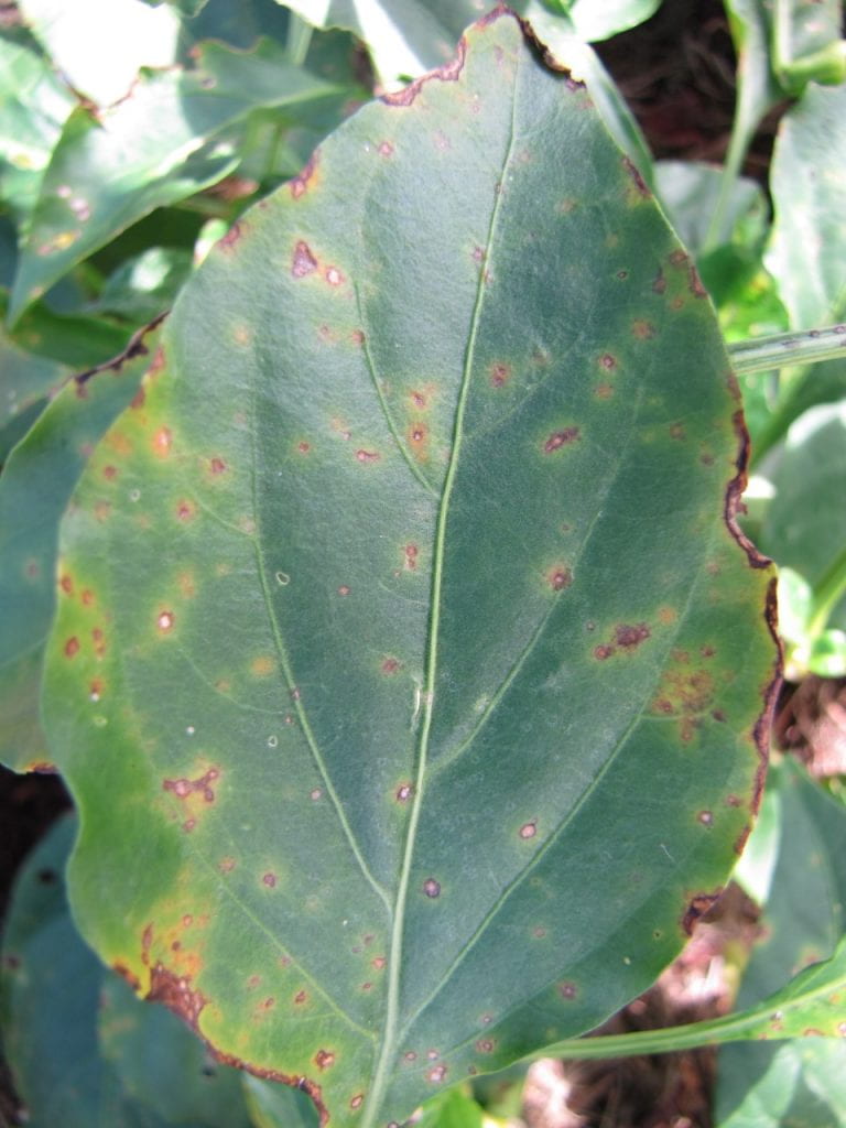 Bacterial leaf spot on pepper leaf