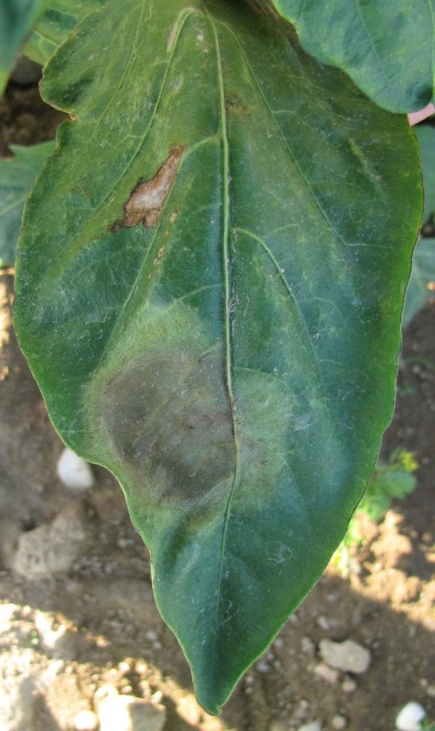 Phytophthora blight on pepper leaf