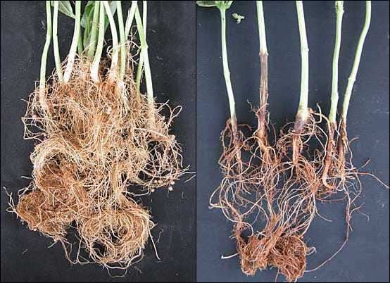healthy and unhealthy roots
