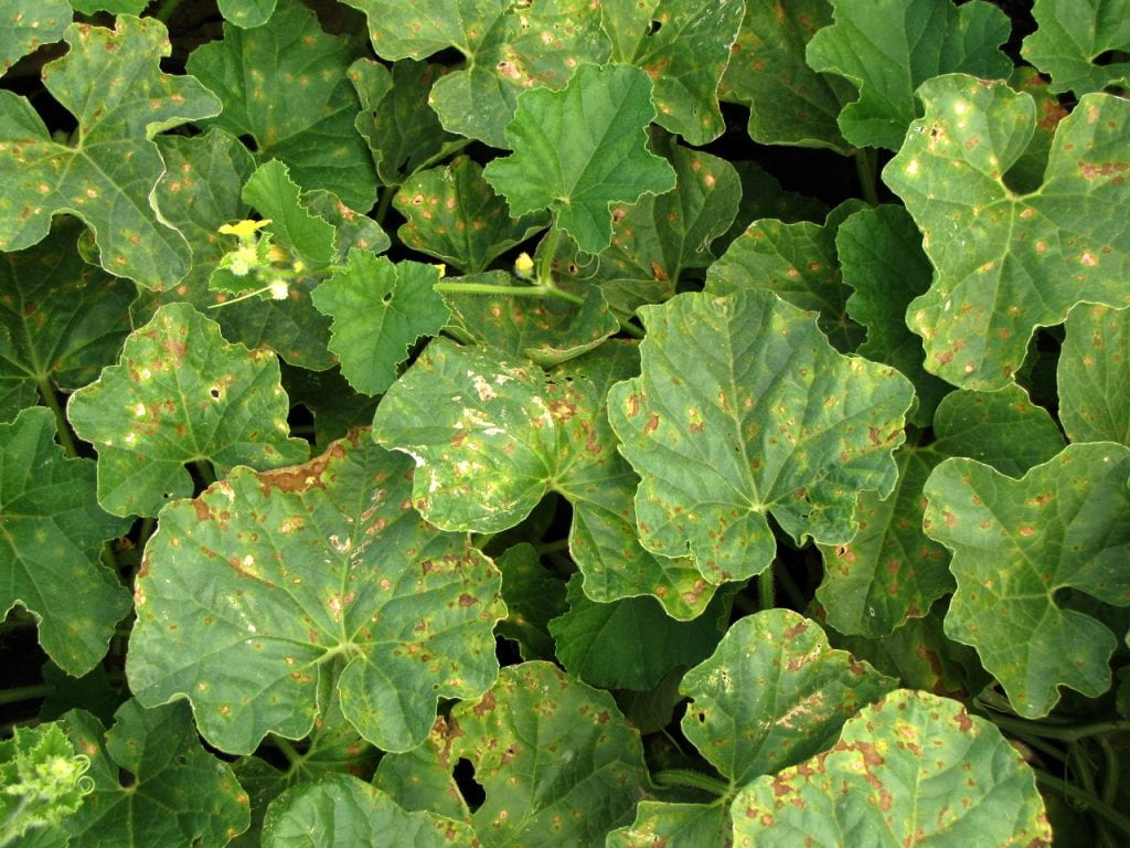 Downy mildew on cantaloupe leaves