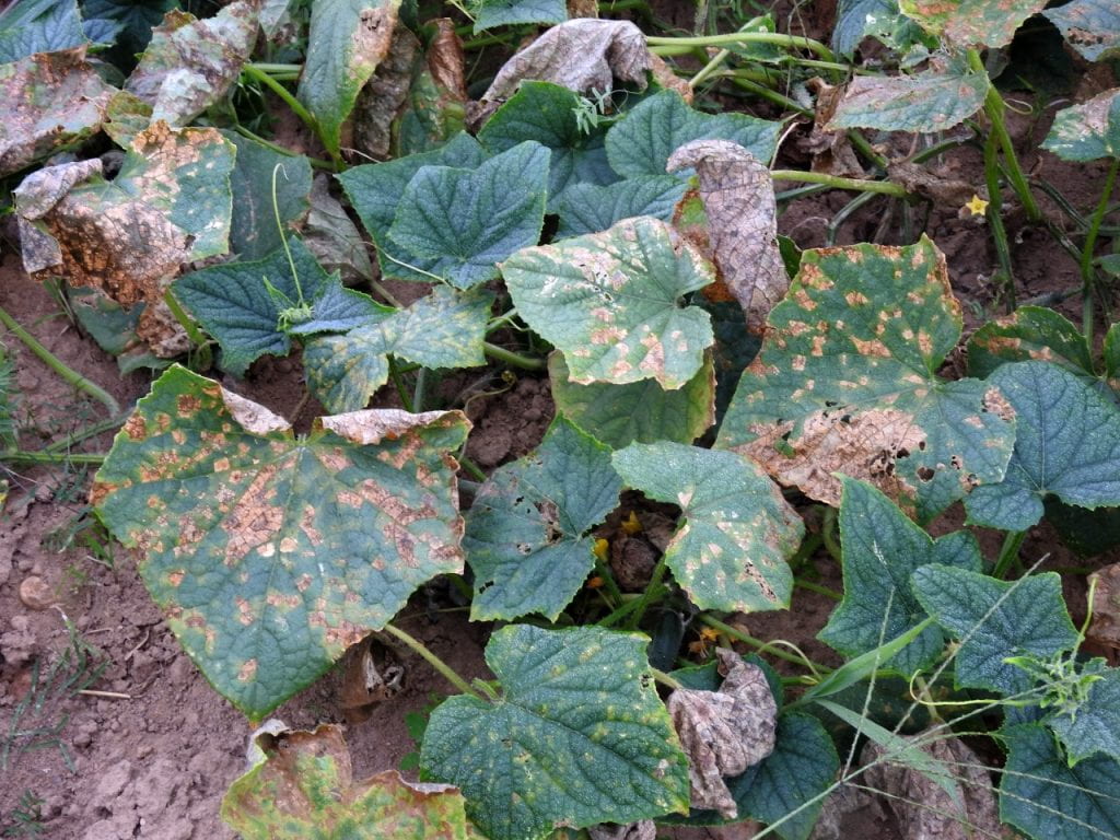 Downy mildew on cucumber leaves