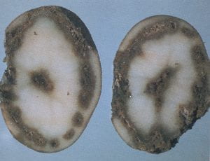 Ring rot – Corynebacterium sepedonicum (bacteria)