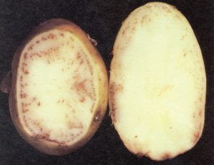 Net necrosis – Potato leafroll virus