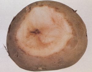 Verticillium wilt – Verticillium spp., (fungus)