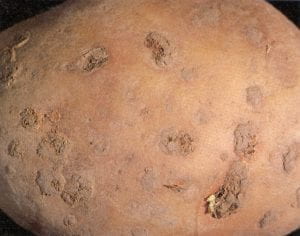 Powdery scab – Spongospora subterranea, fungus