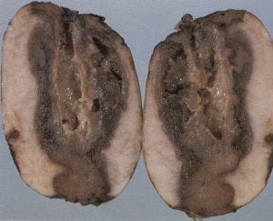 Bacterial soft rot – Erwinia carotovora subsp. carotovora (Ecc) and other bacteria