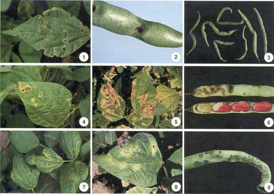Bacterial Diseases of Beans | Cornell Vegetables