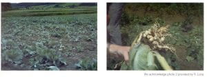 field of clubroot infected plants and close up of roots