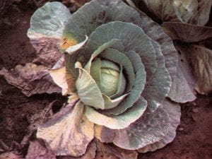 Fusarium yellows of cabbage.