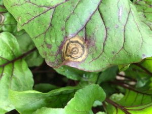 a lesion of PLS with concentric rings on beet leaf