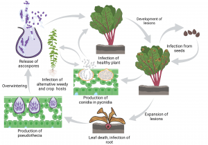 Disease cycle of Phoma leaf spot and root rot