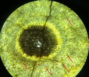 Close-up of PLS leaf lesion at 63X magnification with pycnidia shown with arrow heads.