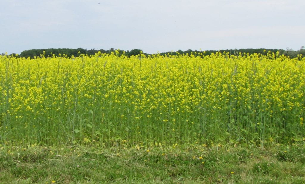 A field of flowering mustard