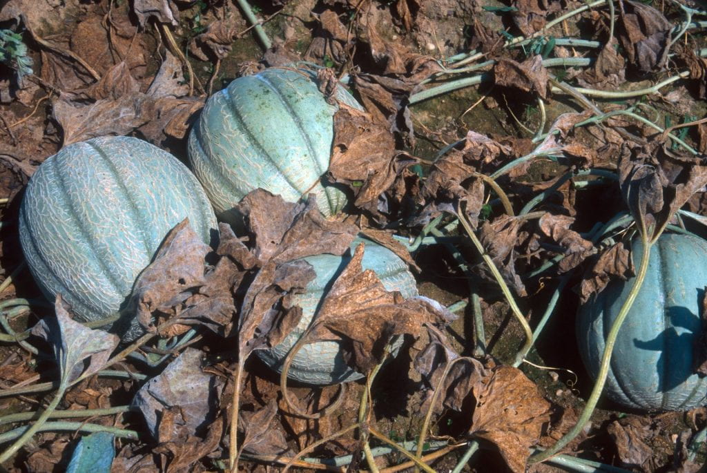 melons surrounded by diseased foliage