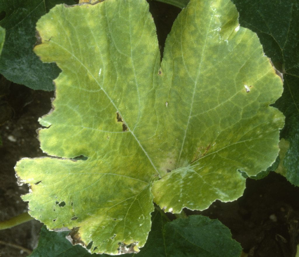 Yellow upper side of pumpkin leaf.