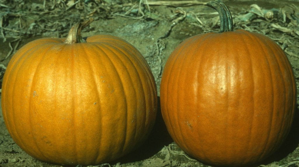 two pumpkins in field