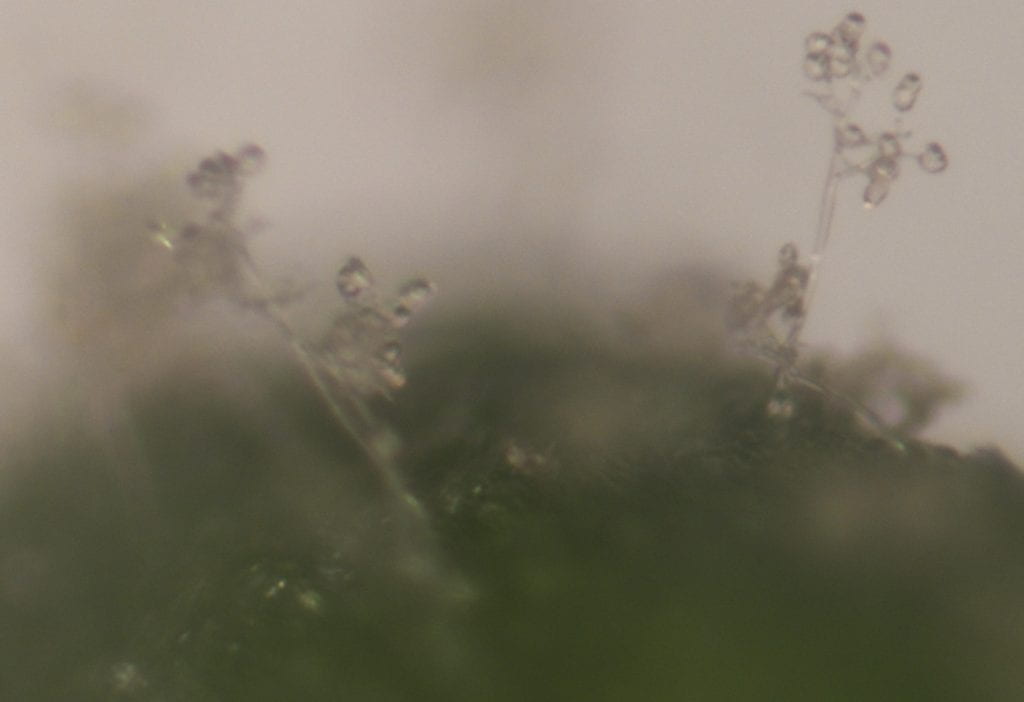 downy mildew sporulation on a spinach leaf