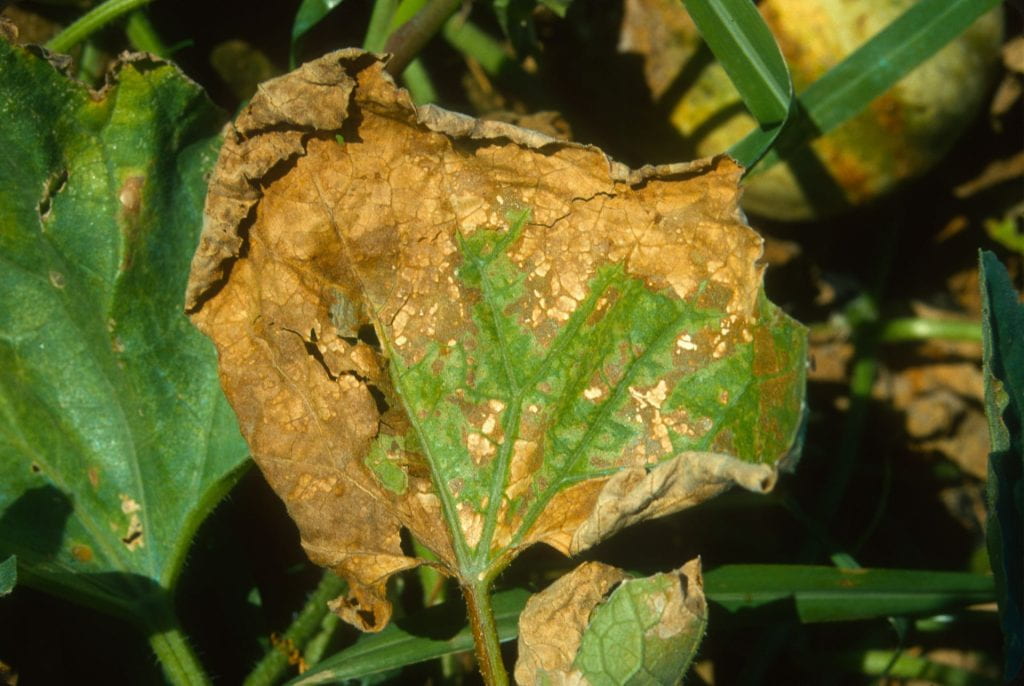 sulfur damage on muskmelon leaf